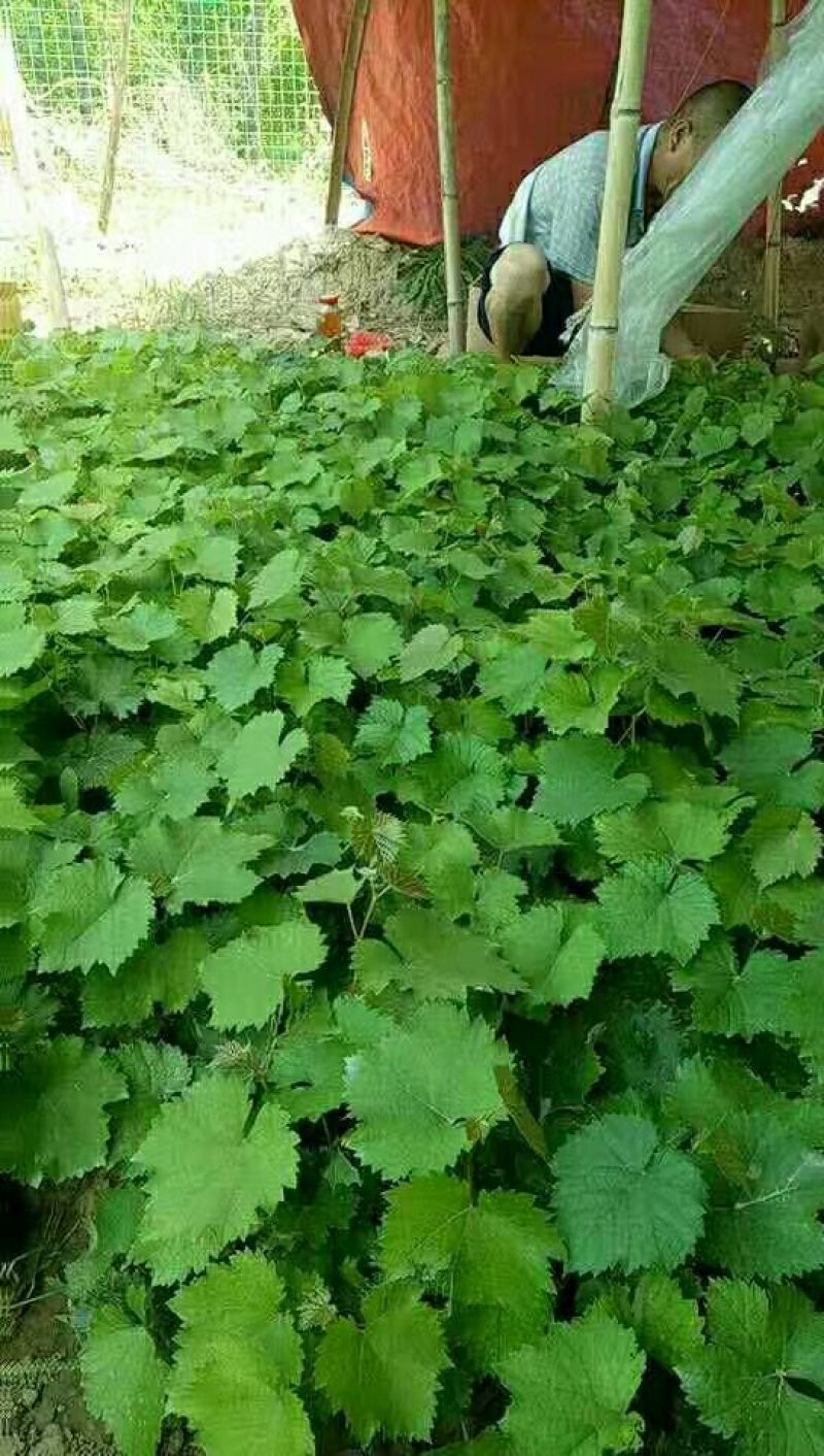 巨峰葡萄苗，滕稔葡萄苗，基地直销，品种真，视频看货