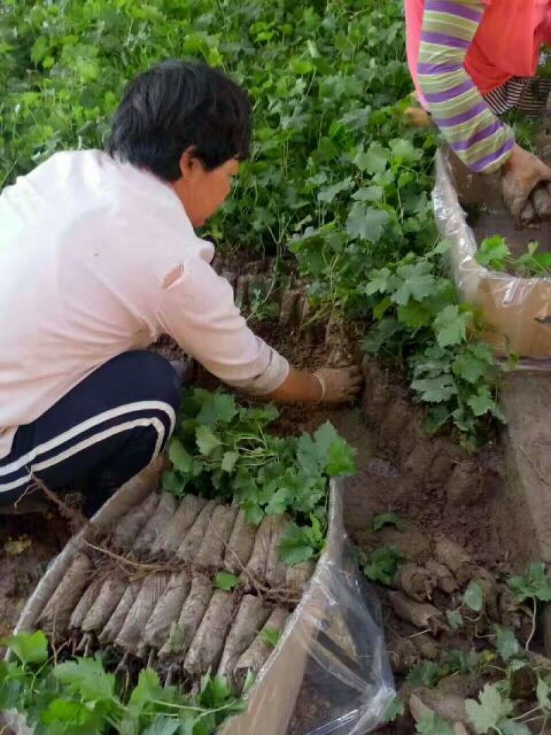 巨峰葡萄苗，滕稔葡萄苗，基地直销，品种真，视频看货
