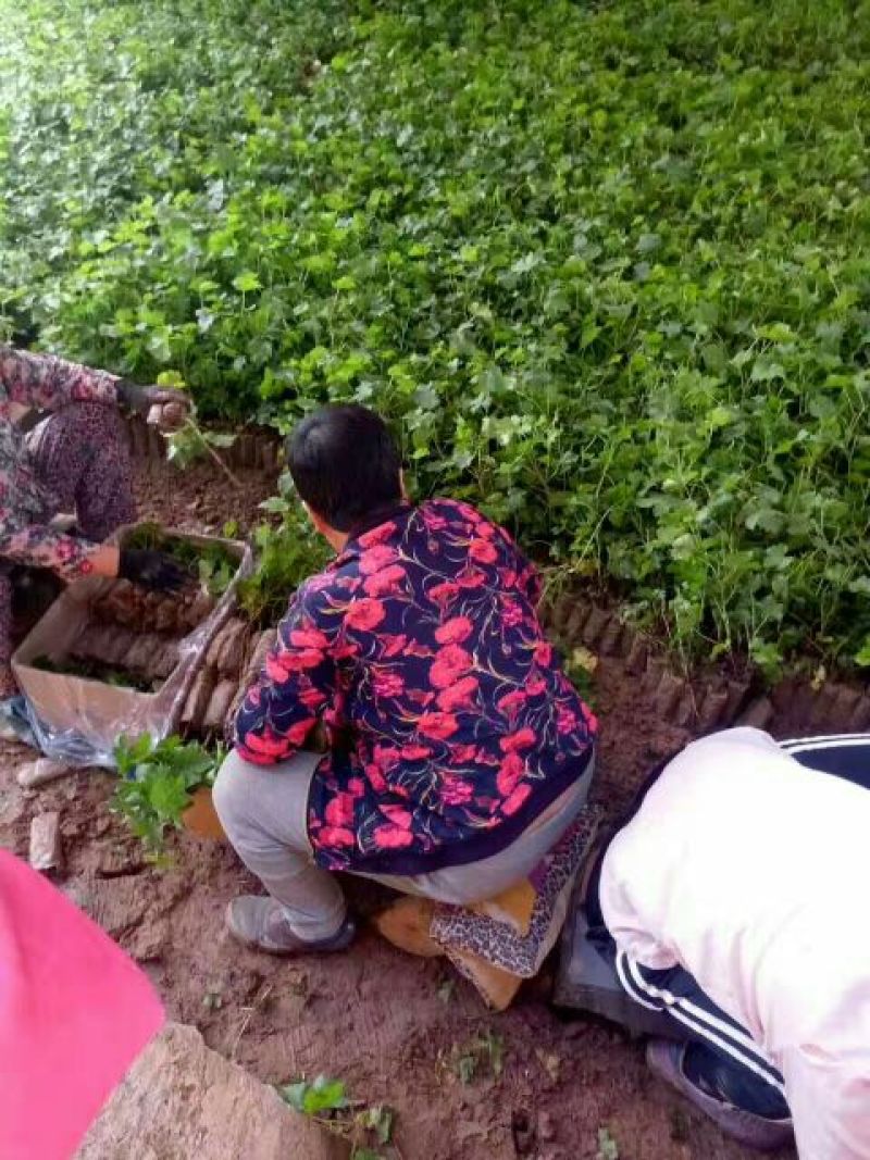 巨峰葡萄苗，滕稔葡萄苗，基地直销，品种真，视频看货