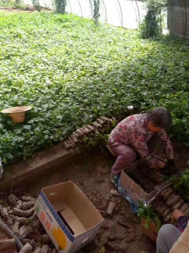 巨峰葡萄苗，滕稔葡萄苗，基地直销，品种真，视频看货