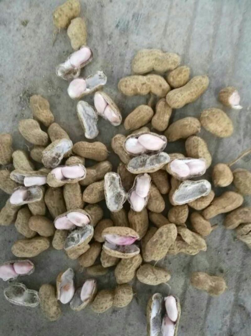 精品大白沙鲜花生过筛手选诚信合作诚信经营