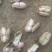 精品大白沙鲜花生过筛手选诚信合作诚信经营