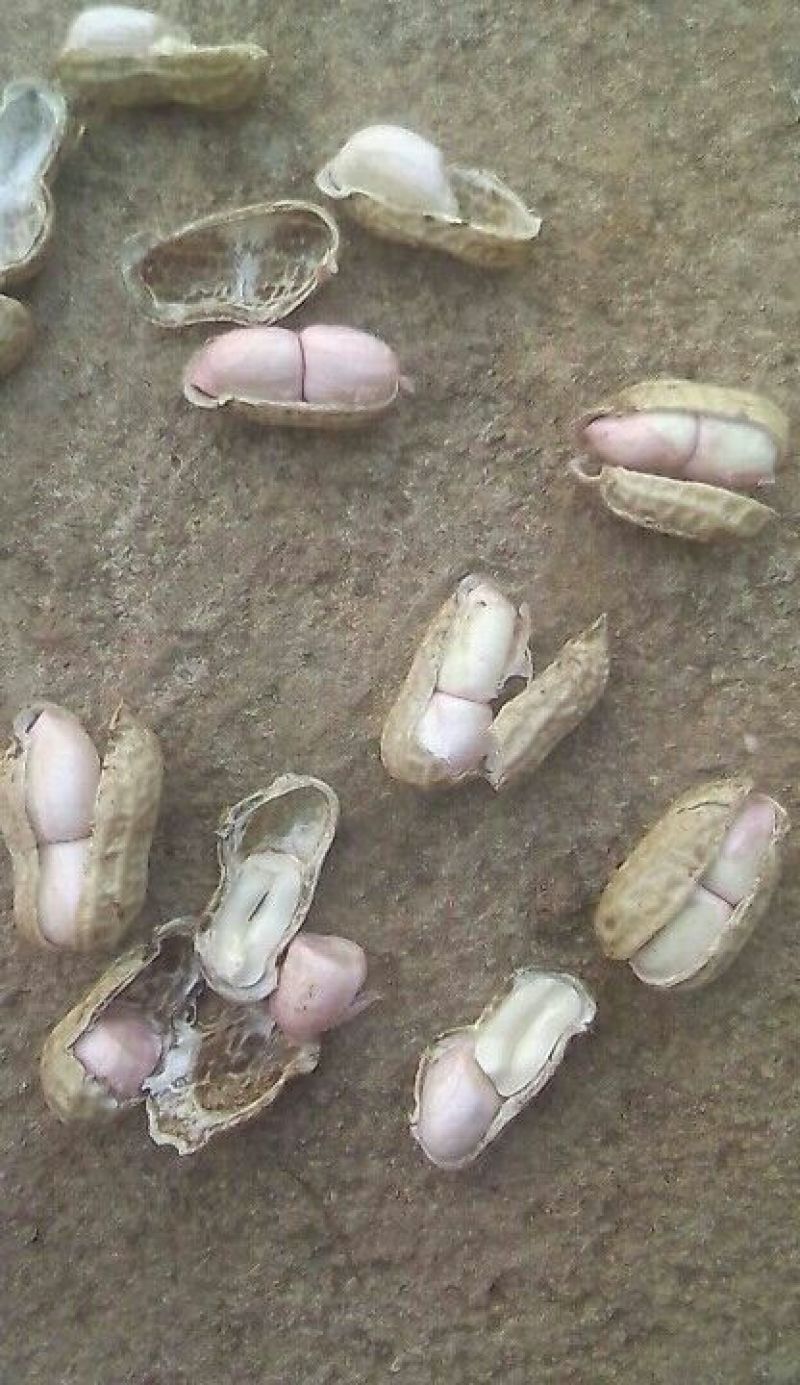 精品大白沙鲜花生过筛手选诚信合作诚信经营