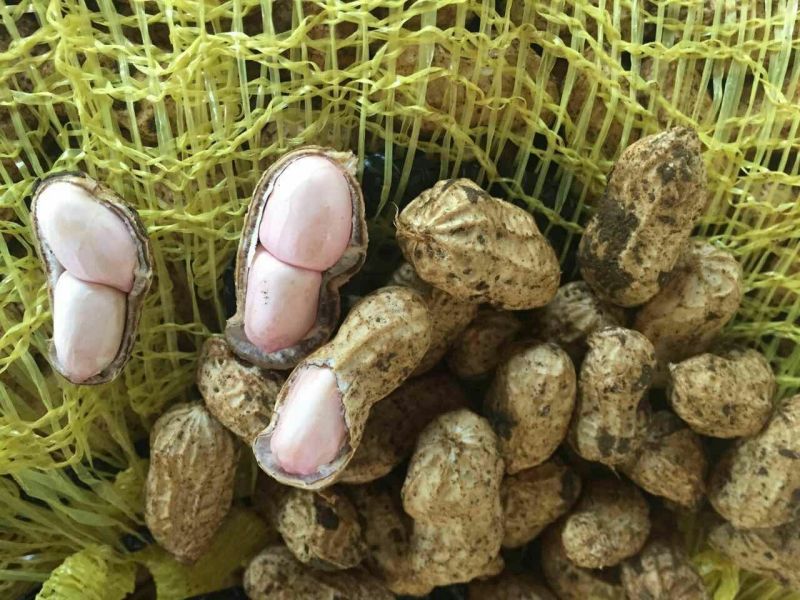 精品大白沙鲜花生过筛手选诚信合作诚信经营
