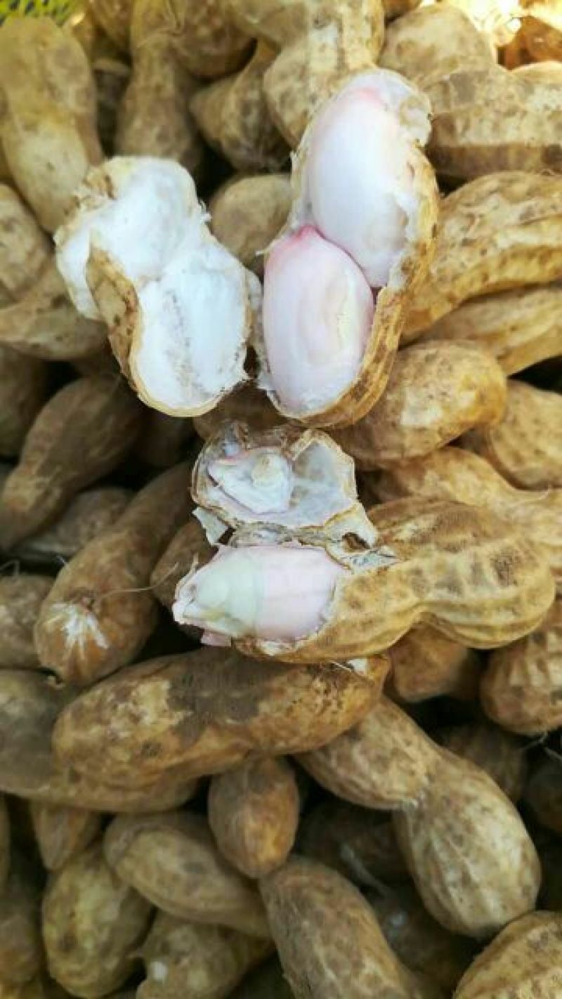 花生鲜货带壳过筛手选颗粒饱满口感甜又脆