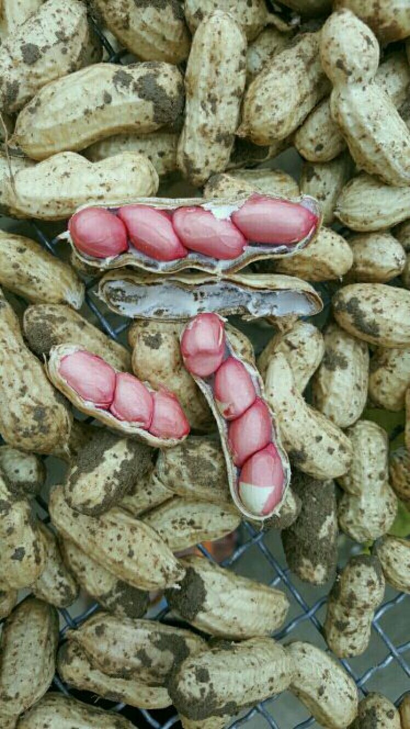 花生鲜货带壳过筛手选颗粒饱满口感甜又脆