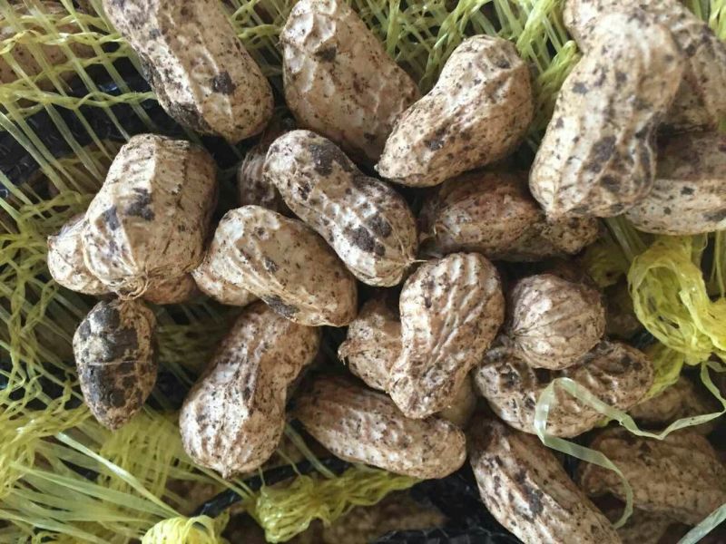 花生鲜货带壳过筛手选颗粒饱满口感甜又脆