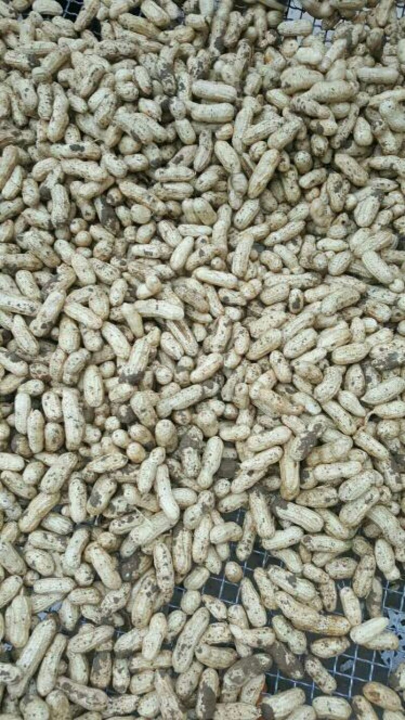 花生鲜货带壳过筛手选颗粒饱满口感甜又脆