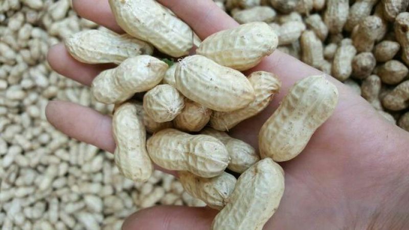 花生鲜货带壳过筛手选颗粒饱满口感甜又脆