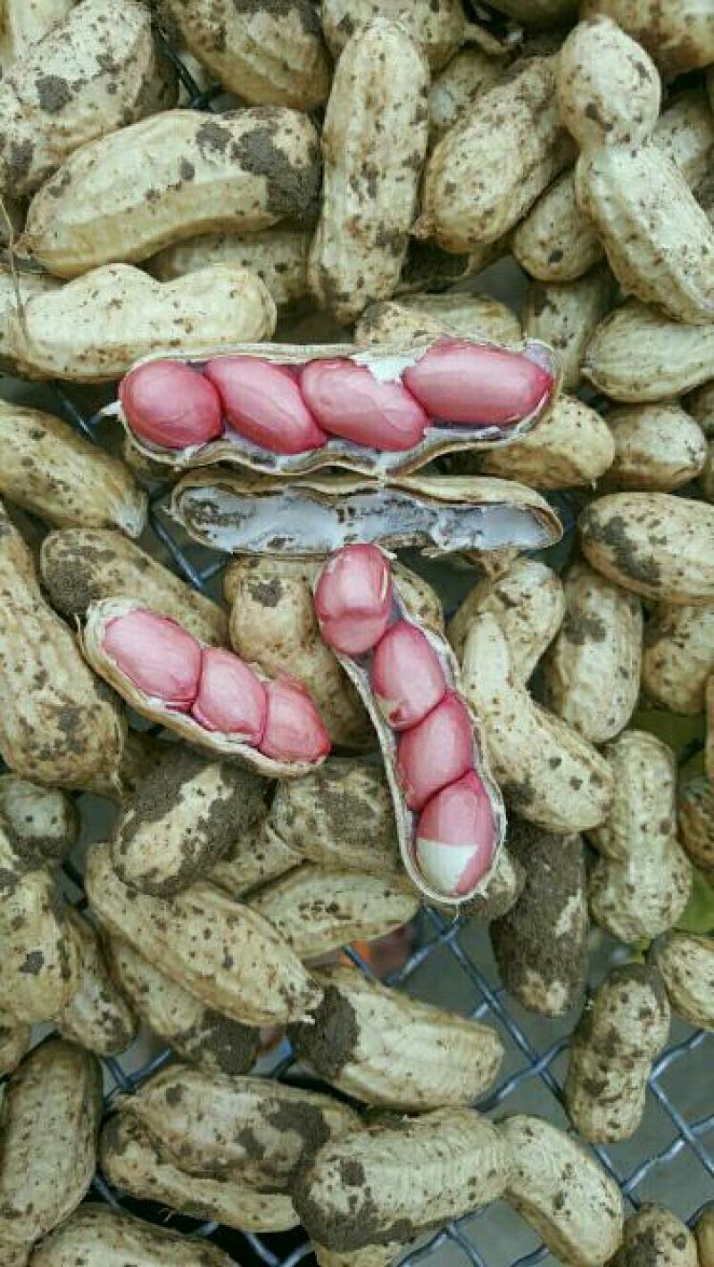 花生鲜货带壳过筛手选颗粒饱满口感甜又脆