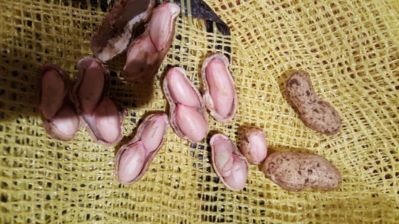 花生鲜货带壳过筛手选颗粒饱满口感甜又脆