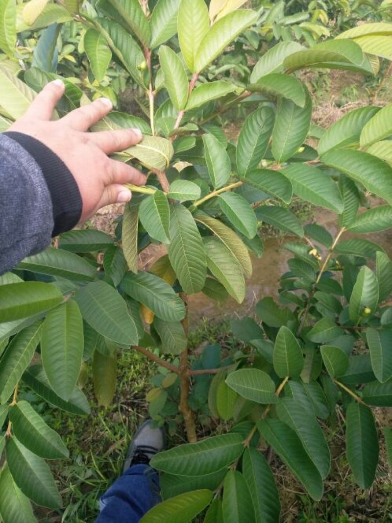 西瓜番石榴苗30~50cm
