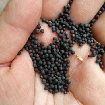 油菜籽3
