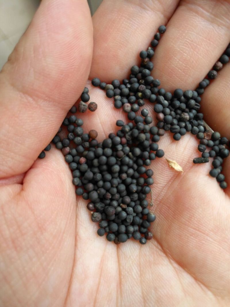 油菜籽3