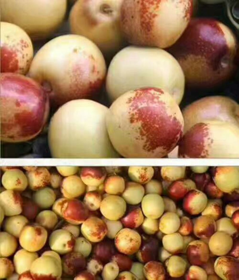 冬枣拐三
