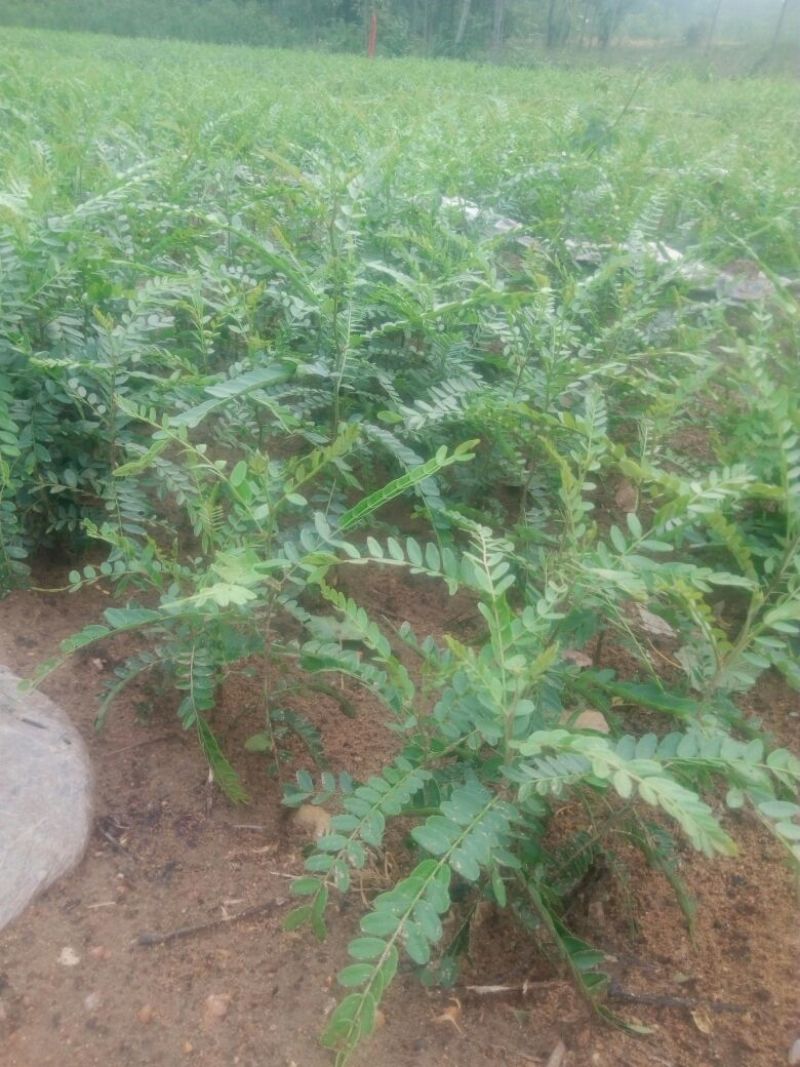 皂角苗皂角树苗皂米品种苗大刺皂角中刺皂角小刺皂角