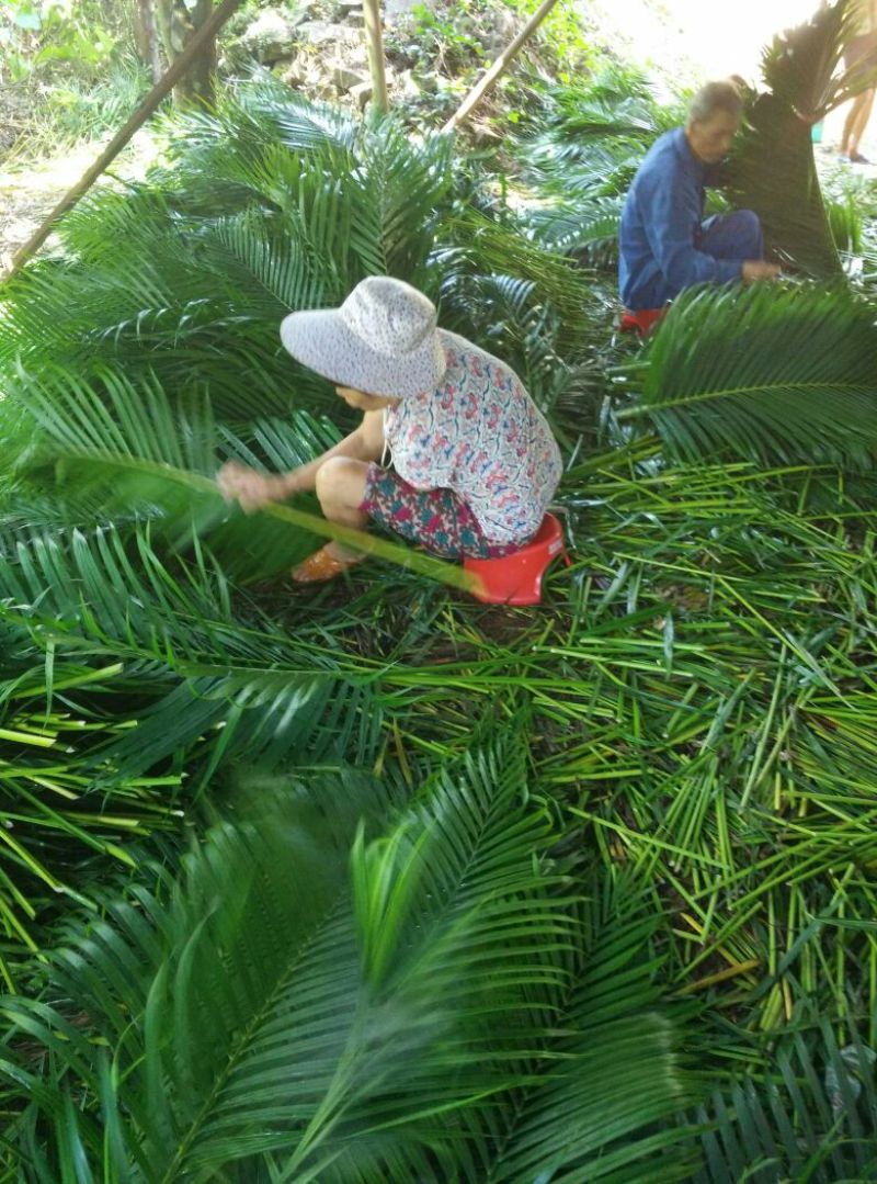 散尾葵散尾叶散尾基地直销鲜花婚庆用品