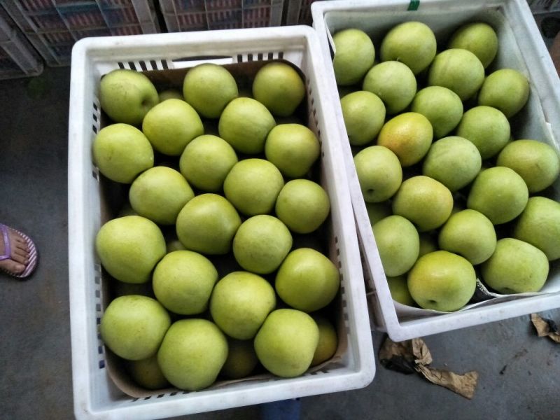 精品皇冠梨光果250~300g