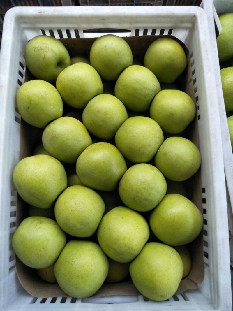 精品皇冠梨光果250~300g