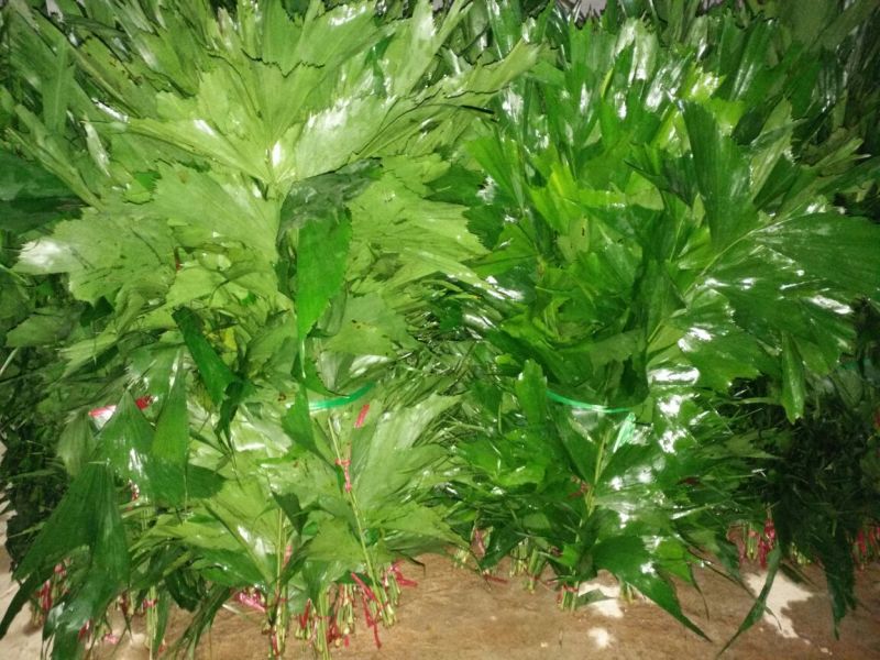 鱼尾叶鱼尾鱼尾葵海南基地直销一手货源价格美丽