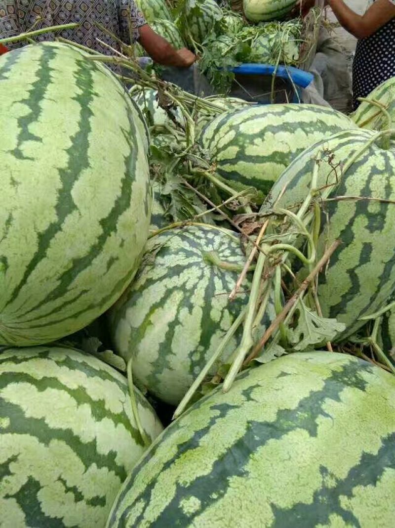 冠龙西瓜8斤打底9成熟1茬瓜，产地直供一手货源。