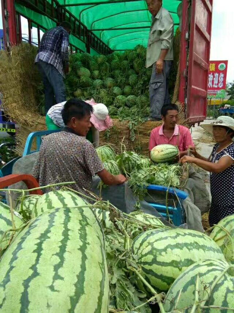 冠龙西瓜8斤打底9成熟1茬瓜，产地直供一手货源。