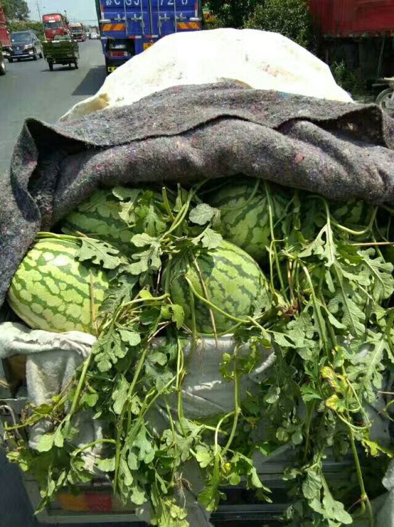 冠龙西瓜8斤打底9成熟1茬瓜，产地直供一手货源。