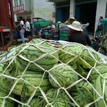 冠龙西瓜8斤打底9成熟1茬瓜，产地直供一手货源。