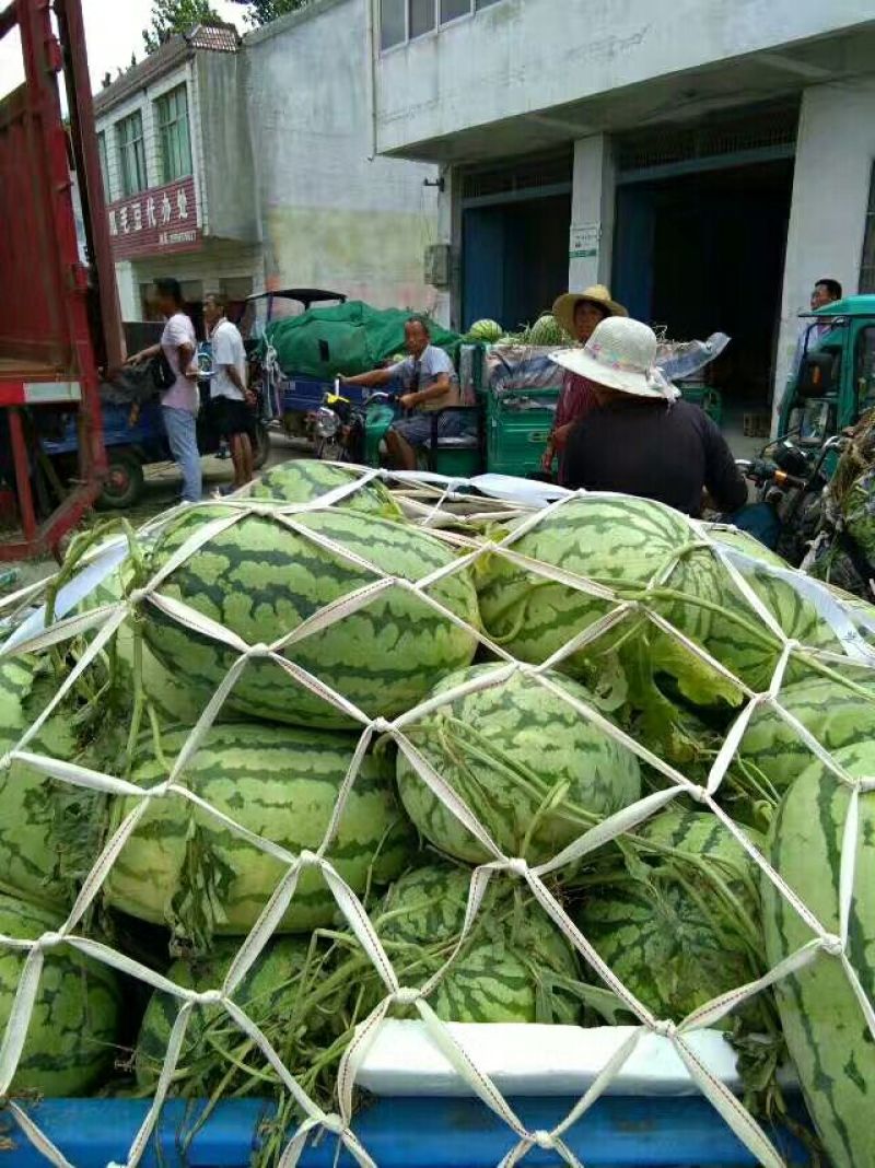 冠龙西瓜8斤打底9成熟1茬瓜，产地直供一手货源。