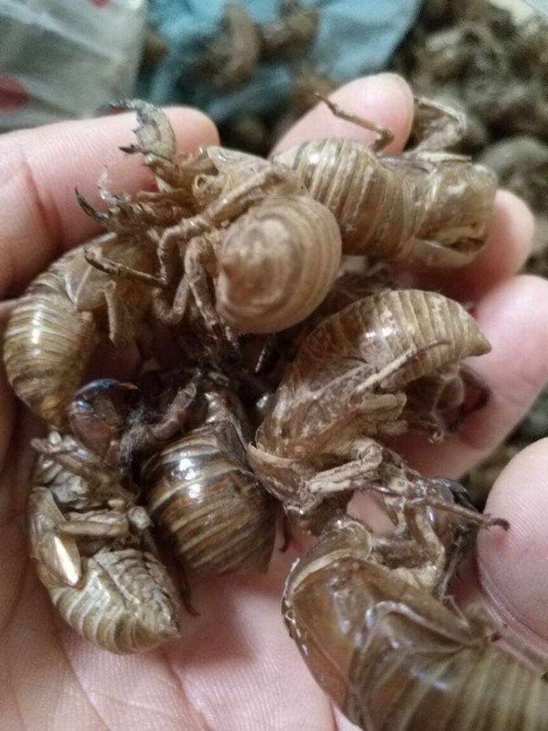 常年供应优质蝉蜕，水洗蝉蜕，蝉蜕统货，蝉蜕净货，箱装蝉蜕