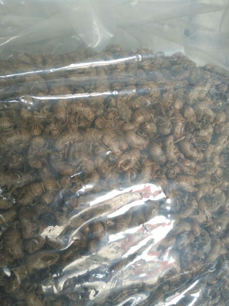 常年供应优质蝉蜕，水洗蝉蜕，蝉蜕统货，蝉蜕净货，箱装蝉蜕
