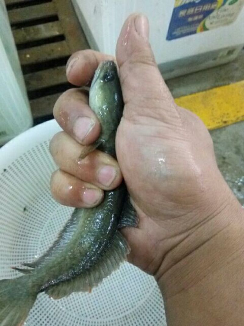 马鬃鱼1~2斤