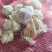 紫红皮蒜种，蒜黄料开始了