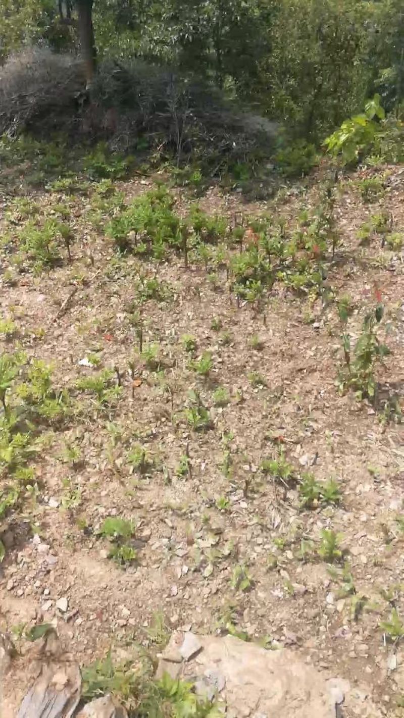 魔芋，可以栽培花魔芋各种规格