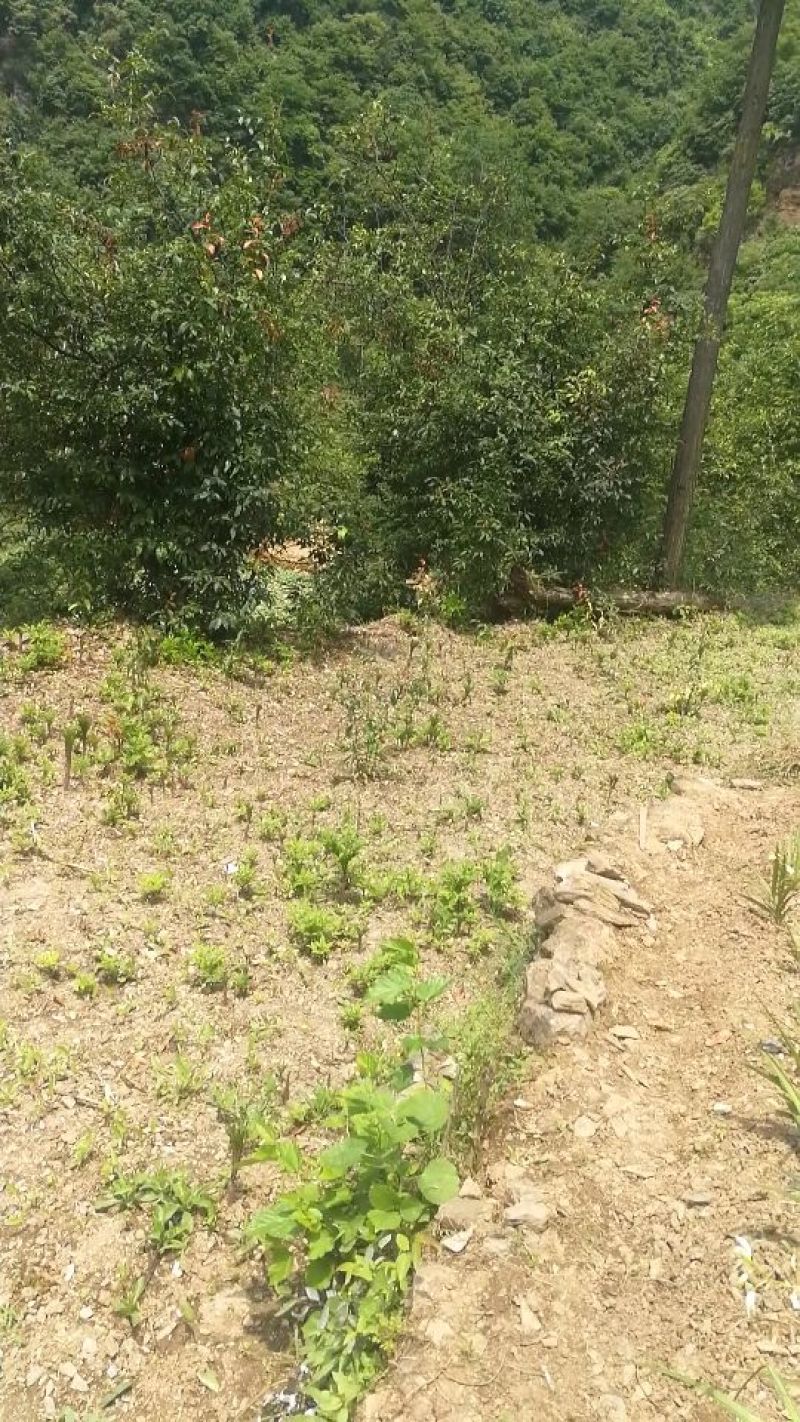 魔芋，可以栽培花魔芋各种规格