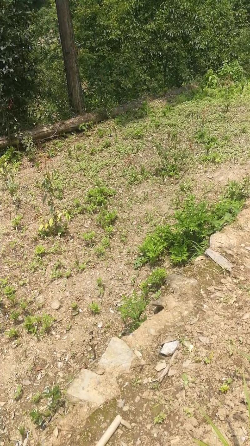 魔芋，可以栽培花魔芋各种规格
