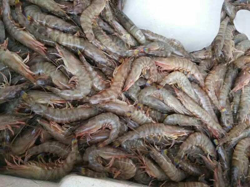 基围虾食用活虾