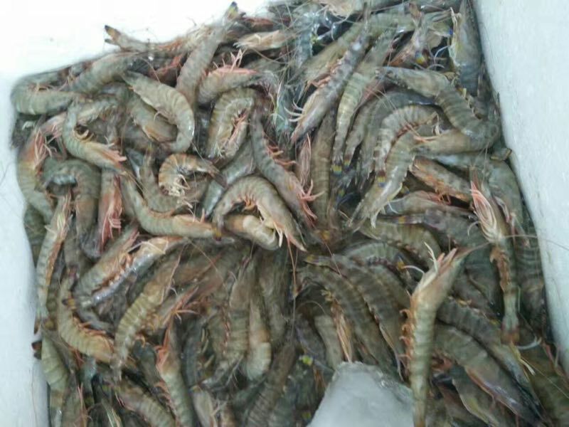 基围虾食用活虾