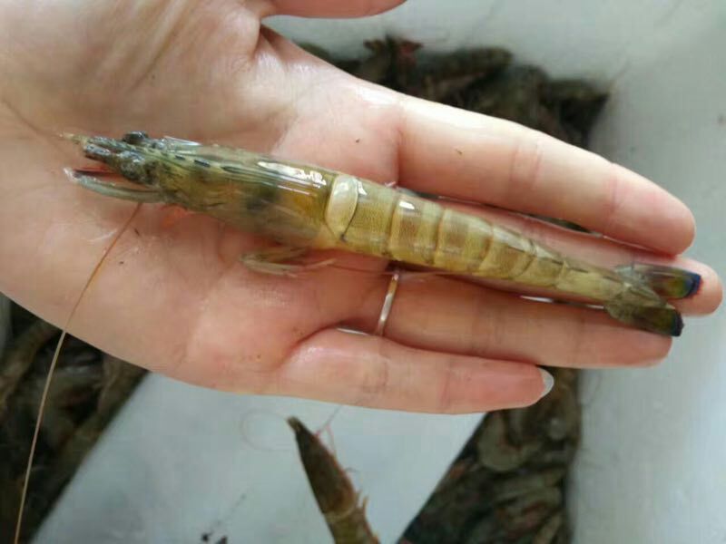 基围虾食用活虾