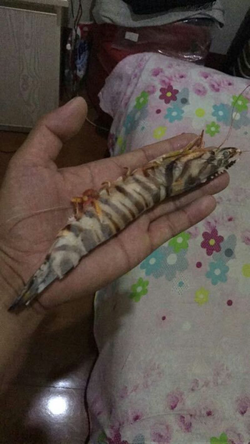 基围虾食用活虾