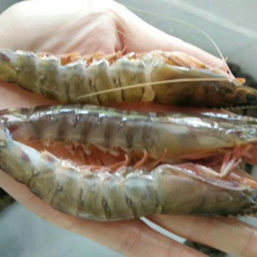基围虾食用活虾