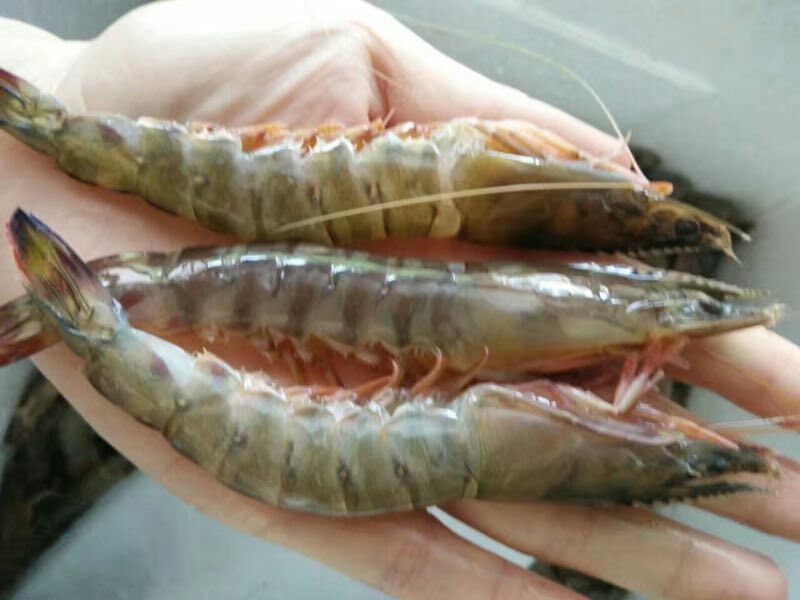 基围虾食用活虾