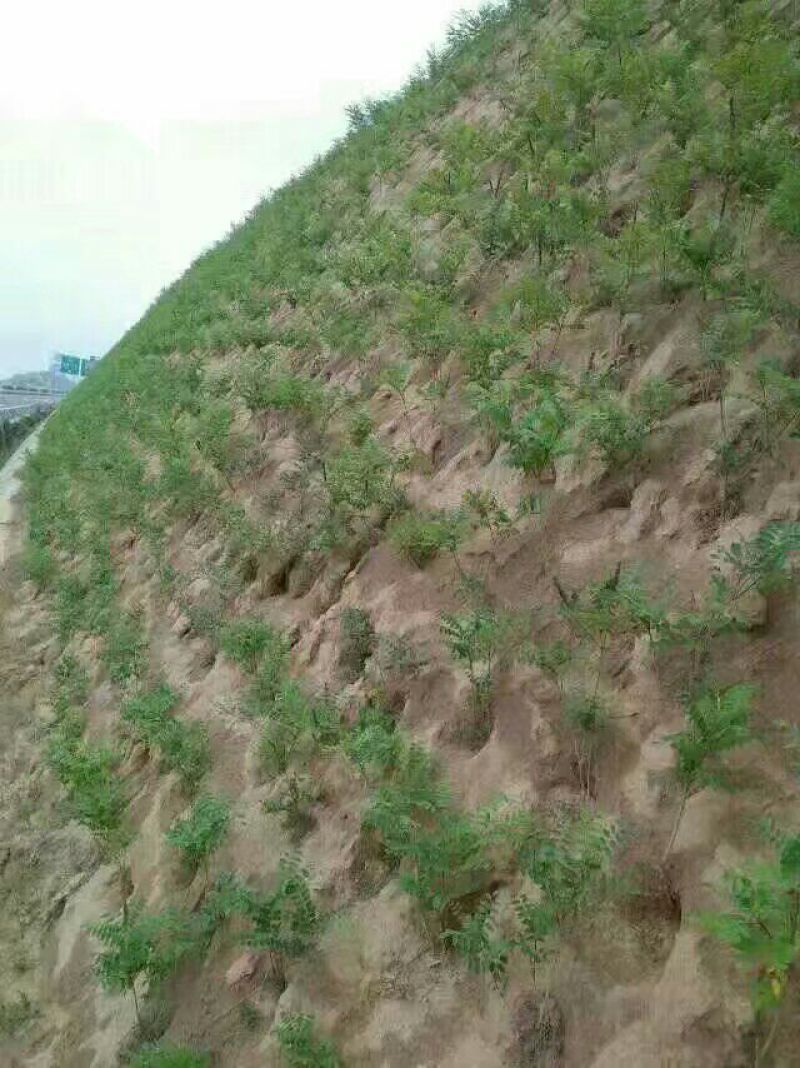 【热卖】紫穗槐30高绿化工程紫穗槐苗产地一手货源质量保证