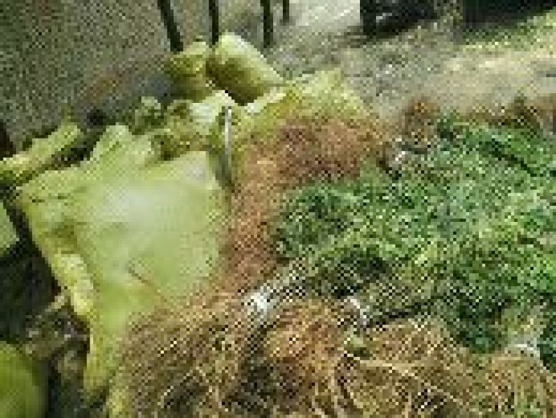 【热卖】紫穗槐30高绿化工程紫穗槐苗产地一手货源质量保证