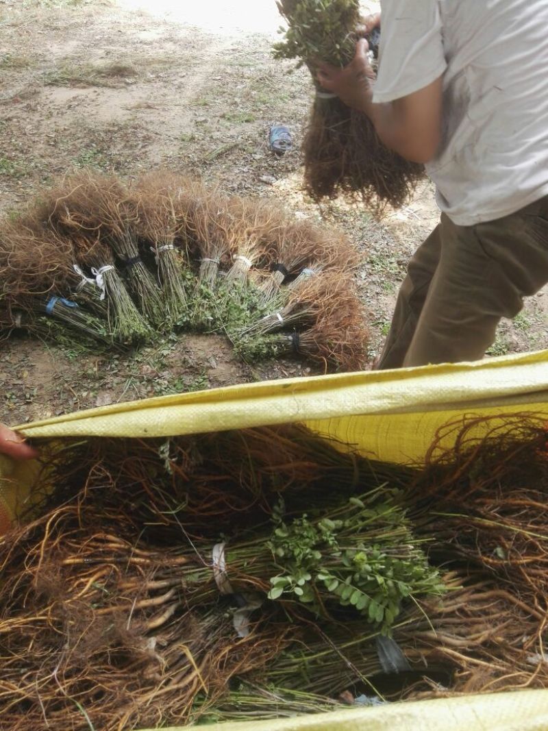 【热卖】紫穗槐30高绿化工程紫穗槐苗产地一手货源质量保证