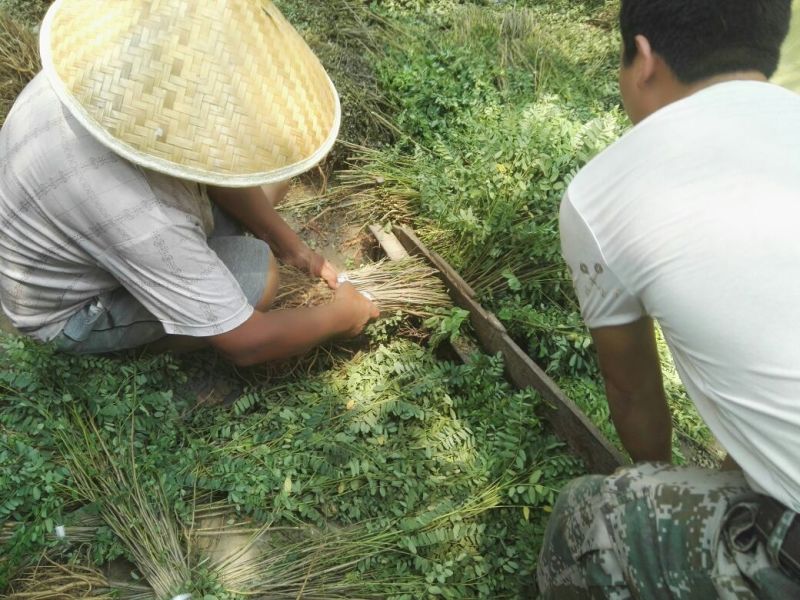 【热卖】紫穗槐30高绿化工程紫穗槐苗产地一手货源质量保证