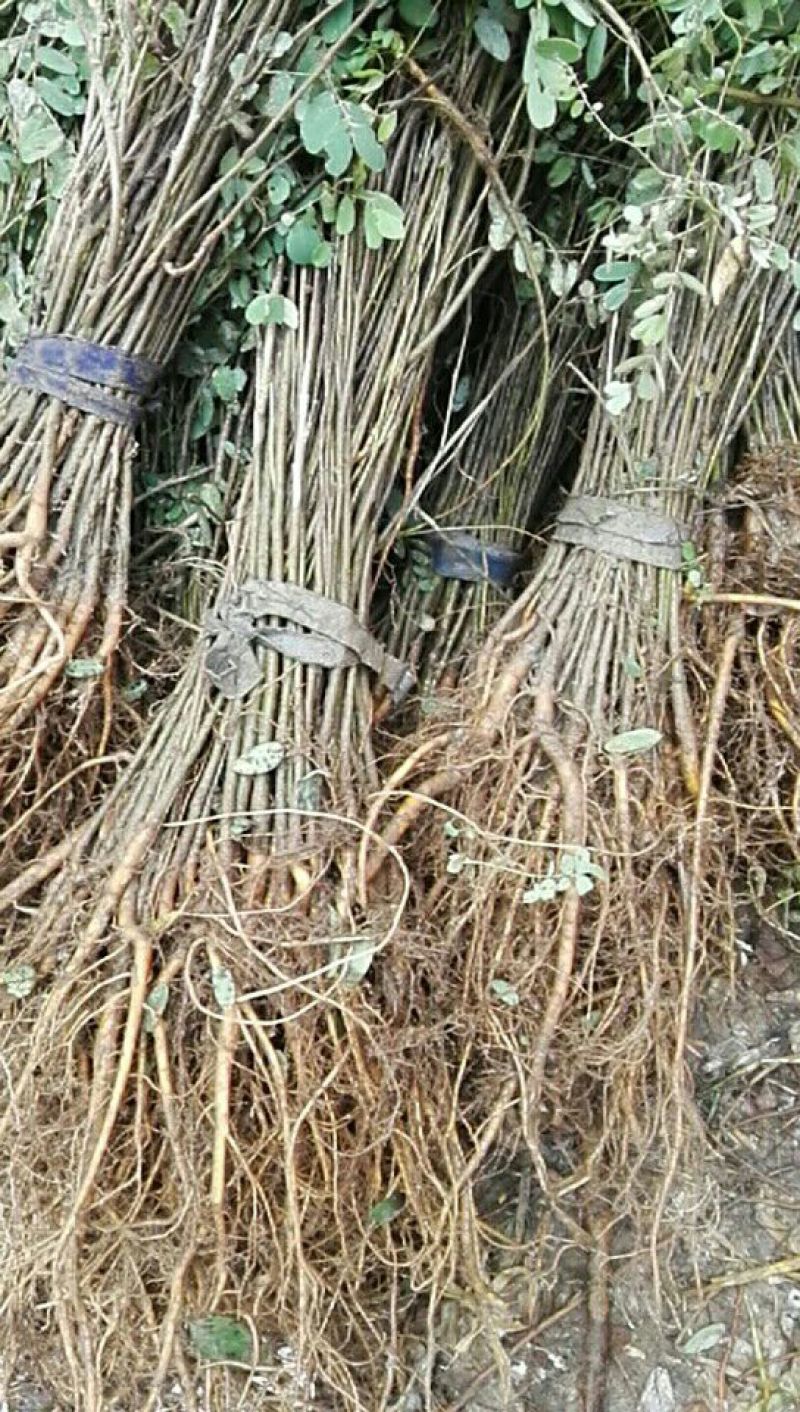 【热卖】紫穗槐30高绿化工程紫穗槐苗产地一手货源质量保证