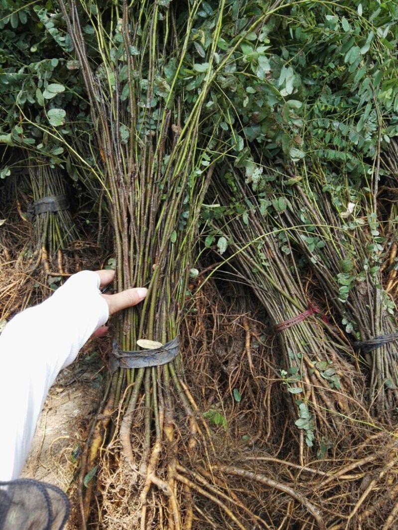 【热卖】紫穗槐30高绿化工程紫穗槐苗产地一手货源质量保证