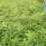 【热卖】紫穗槐30高绿化工程紫穗槐苗产地一手货源质量保证