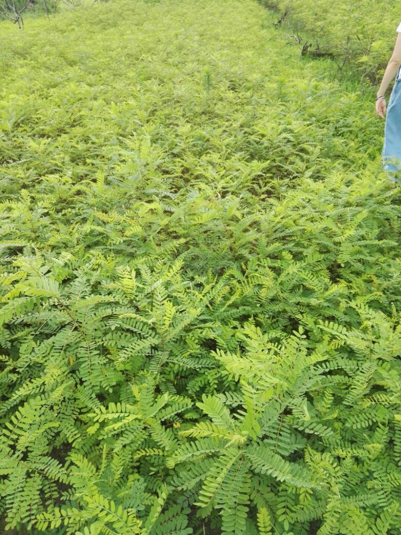 【热卖】紫穗槐30高绿化工程紫穗槐苗产地一手货源质量保证